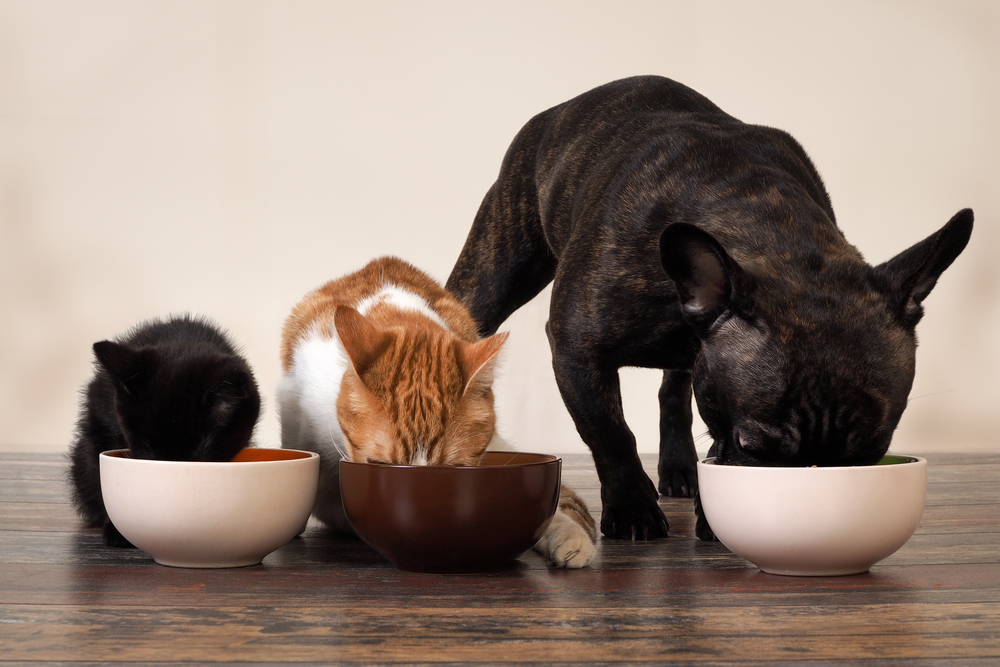 how to deep clean a house with pets: start with their dishes