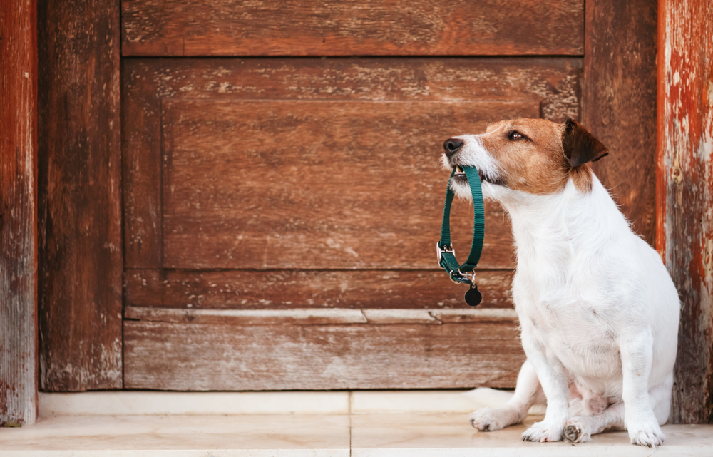Where are my dog owners at? 🙋‍♀️ Wall cleaning must have! #deepcleani, deep cleaning house
